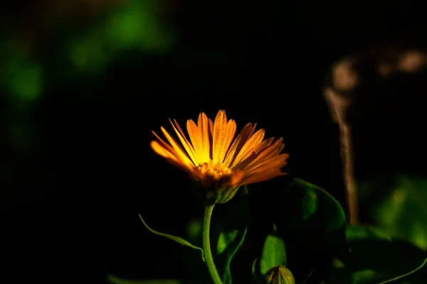 Une Série Photographies Dans Cour Avec Des Animaux Belles Plantes — Photo