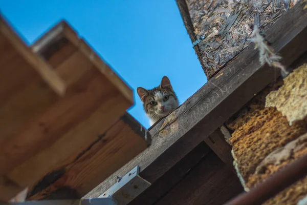 Série Fotografií Dvoře Zvířaty Krásnými Rostlinami Detailu — Stock fotografie