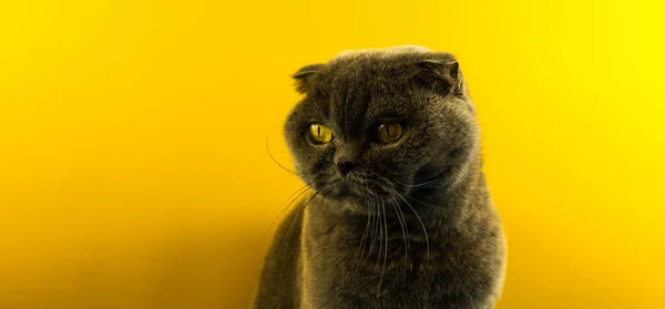 Banner Plemeno Skotské Skládací Kočka Žlutém Pozadí Portrét Krásného Zvířete — Stock fotografie