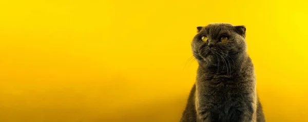 Cat Scottish Folge Plain Colored Yellow Background Place Text Copy — Stock Photo, Image