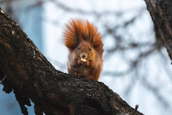 Eichhörnchen Freier Wildbahn Frisst Futter Das Auf Einem Baumfoto Gefunden — Stockfoto