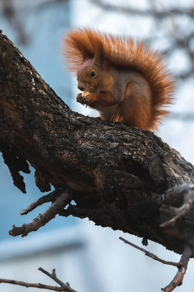 Écureuil Dans Nature Mange Nourriture Trouvée Sur Arbre — Photo