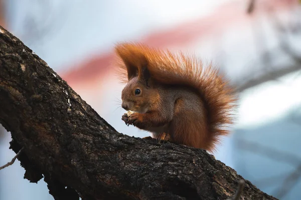 Squirrel Huge Tail Wild Eats Food Found Tree Photo — Stock Photo, Image