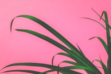 Retro dalga teması, pembe fotoğraftaki yeşil bitki buhar dalgası arkaplanı