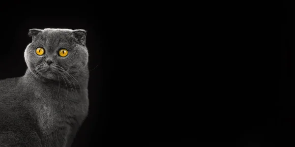 Έκπληκτος Συναισθηματική Γάτα Φωτογραφία Στο Στούντιο Σκωτσέζικο Fold Banner Φυλή — Φωτογραφία Αρχείου