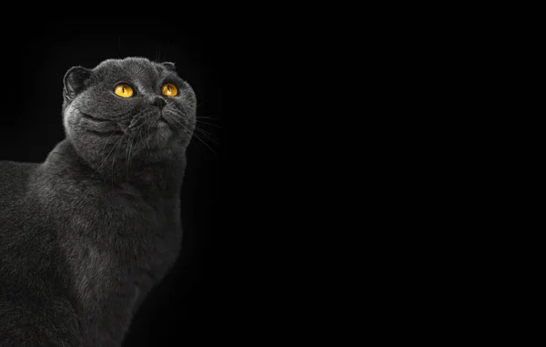 猫はスタジオでコンセプトを見上げ 黒い孤立した背景でスコットランドの折り目 コピーペースの写真 — ストック写真