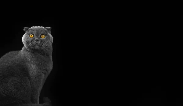 スタジオでの驚きの感情的な写真猫 コピースペースの写真と黒の隔離された背景にスコットランドの折り目のある品種のバナー — ストック写真