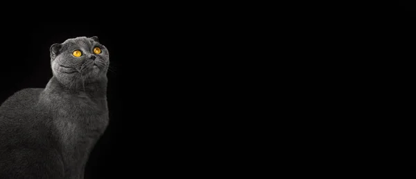 Scottish Fold Μαύρο Απομονωμένο Φόντο Μαύρου Στούντιο Αντιγραφή Φωτογραφιών Banner — Φωτογραφία Αρχείου