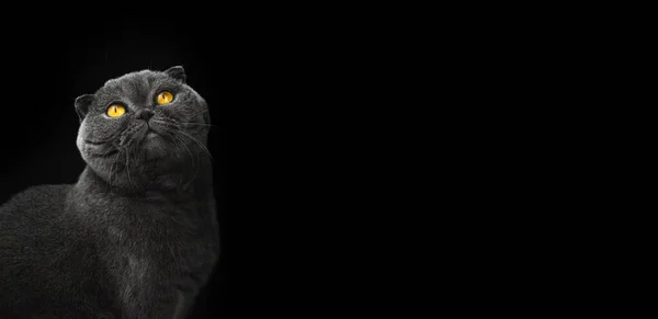 Εκπληκτικό Πορτραίτο Γάτας Στο Στούντιο Σκωτσέζικη Πτυχή Μαύρο Απομονωμένο Φόντο — Φωτογραφία Αρχείου
