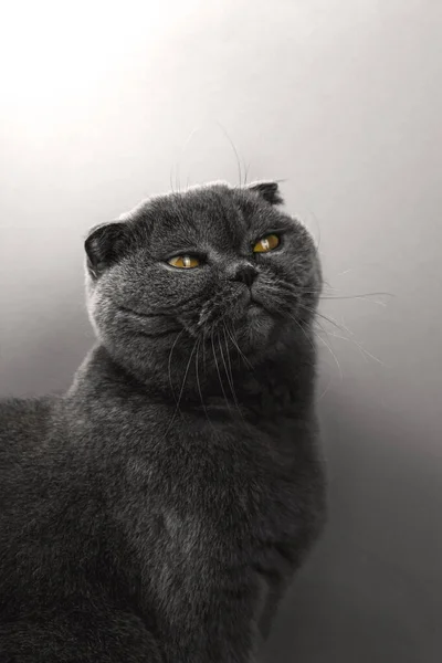 Кошка Студии Белом Серебристом Фоне Высокое Качество Фото — стоковое фото