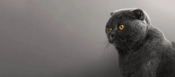 Retrato Inspirador Del Animal Estudio Pancarta Gato Plegable Escocés Sobre —  Fotos de Stock