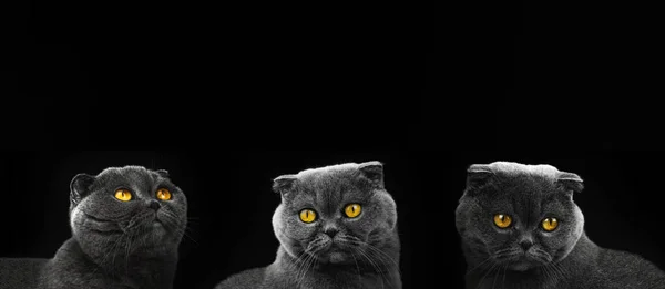 Collage Cabeza Gatos Escocés Doblez Primer Plano Estudio Foto Animal —  Fotos de Stock