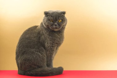 Şüpheli kedi hayvan, stüdyoda İskoç katları şeftali arka planda, tam boy fotoğraf.