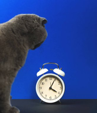 Cat saate, çalar saate, mavi arkaplanda İskoç katlı bir stüdyonun fotoğrafına bakıyor.