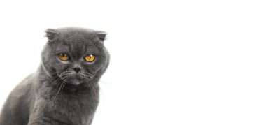 Sevimli İskoç kıvrımlı kedi Studiopotrait izole edilmiş beyaz arka planda, afişi fotokopi alanı, metin fotoğrafın için yer