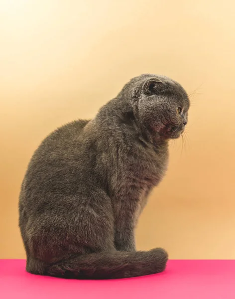 Vintage cat studio photo in profile, cute scottish fold kitty