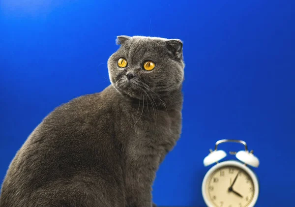 时间吃饭的概念 猫工作室肖像与警钟 蓝色背景图 复制空间照片 — 图库照片