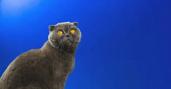 Αξιολάτρευτο Scottish Fold Cat Animal Studio Πορτρέτο Χώρο Αντιγραφής Θέση — Φωτογραφία Αρχείου
