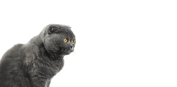 Perfekte Katze Studio Porträt Weiß Isoliert Hintergrund Banner Mit Schottischen — Stockfoto