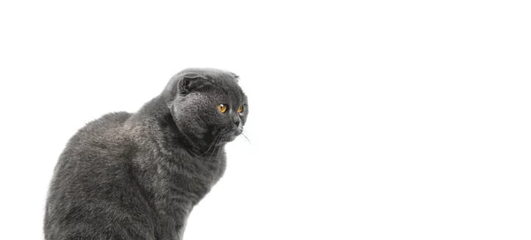 Serious Cat Portrait Isolated White Background Banner Scottish Fold Copy — Stock Photo, Image