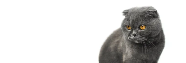 Lindo Escocés Plegable Animal Gato Estudio Potrait Sobre Fondo Blanco —  Fotos de Stock