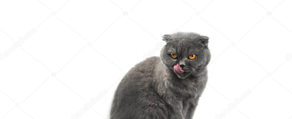 Pet food concept, cat is licks, studio photo on isolated white background, banner with scottish fold breed photo