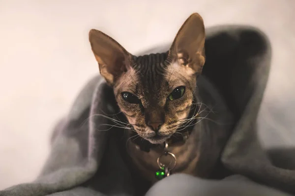 Sphynx Cat Plaid Cozy Mood Photo Animal Green Eyes Portrait — 图库照片