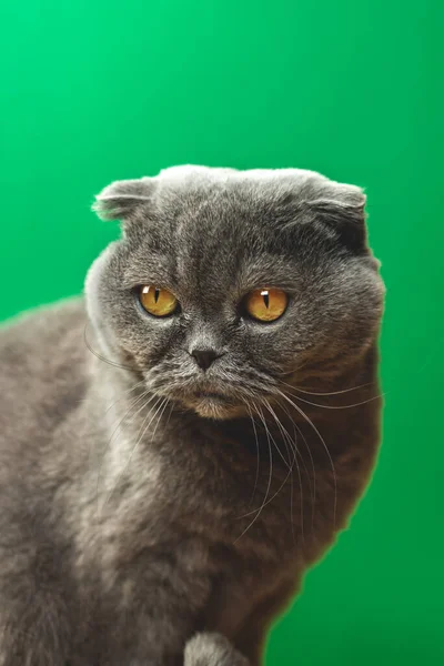 Yeşil Arka Planda Kedi Hayvan Stüdyosu Portresi Şirin Skoç Soyu — Stok fotoğraf
