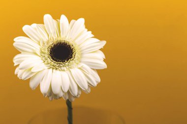 Sarı arka planda Gerbera çiçeği başı, fotoğraf.