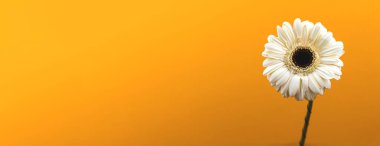 Sarı arkaplan üzerindeki çiçek pankartı ya da şablon kompozisyonu, metin, bahar temalı fotoğraf için yer ve alanı kopyala