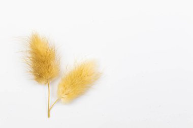 Beyaz bir arka planda kurumuş lagurular fotokopi alanı fotoğraflı çiçek kompozisyonu yatıyordu.