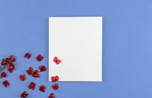 Порожній білий картковий концепт фон з висушеними пелюстками квітів, плоский лежак — стокове фото