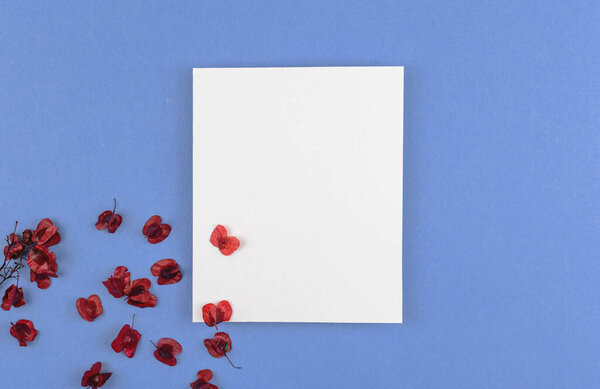 Blank white card concept background with dried flower petals, flat lay — Stock Photo, Image