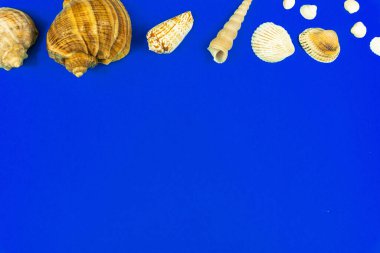 Summer and vacation composition with border made of seashell, flat lay, blue background with copy space photo