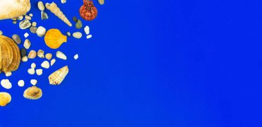 Seashell flat lay composition on a blue background with copy space, top view summer workspace concept photo