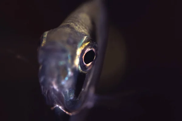 Angelfish Close Portrait Black Background Aquarium — ストック写真