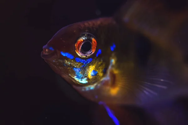 Tetra Fish Portrait Black Background Home Auquarium Eye Close Photo — ストック写真