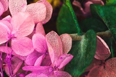 Kuru renkli çiçekleri ve kurumuş pembe yaprakları olan çiçek arkaplanı, makro fotoğraf.