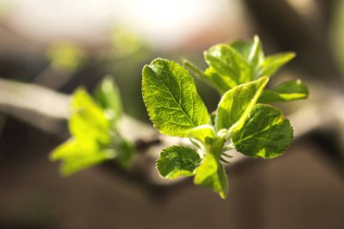 Arka bahçede çiçek açan bahar yaprakları, yakın plan makro. 
