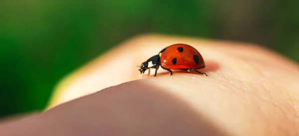 Ladybug on hand banner, nature and people reunion concept, insect macro close up photo