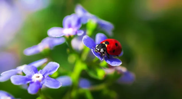 Ladybug on flowers, backyard summer and spring banner concept