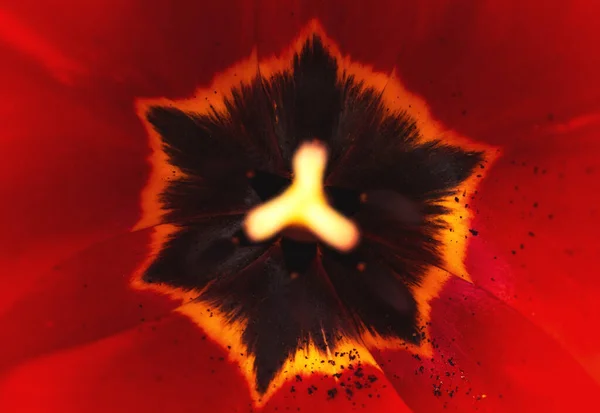 Красный Цветок Макрос Фото Деталями Лепесток Крупным Планом Фоновое Фото — стоковое фото