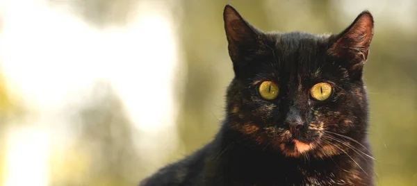 Kafası Karışmış Üzgün Sokak Kedisi Afişi Evsiz Hayvan Konsepti Fotokopi — Stok fotoğraf