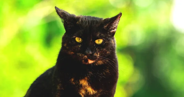 고양이 동물의 현수막 — 스톡 사진