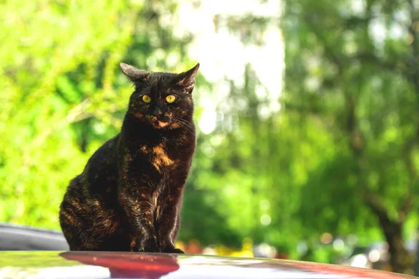 Gatto Randagio Seduto Sul Tetto Dell Auto Parcheggio Animali Senzatetto — Foto Stock