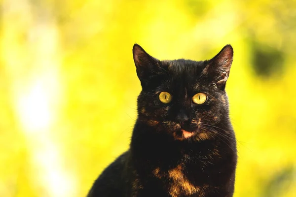 Retrato Del Gato Callejero Con Grandes Ojos Sobre Fondo Amarillo — Foto de Stock