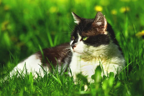 Stray Gato Preto Branco Deitado Grama Verde Animal Sem Teto — Fotografia de Stock