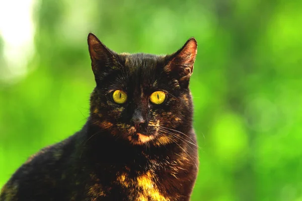 Terrificado Tenso Retrato Gato Callejero Primer Plano Verde Verde Naturaleza — Foto de Stock