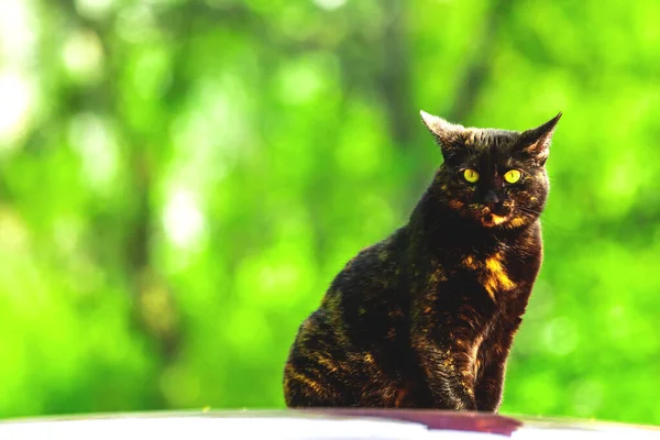 Gatto Randagio Spaventato Seduto Sul Tetto Dell Auto Concetto Animali — Foto Stock