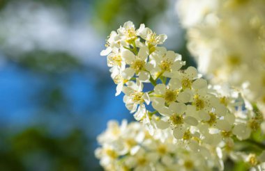 Mavi gökyüzüne bakan beyaz dalların yakın çekimi, güzel bahar konsepti fotoğrafı.